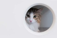 Playful Design-Conscious Pet Furniture Image 4