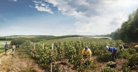 Curved Green Winery Roofs Image 2