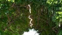 Flexible Outdoor Tube Lights Image 4