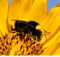 Comprehensive Bee-Tracking Apps Image 3