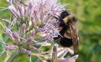 Comprehensive Bee-Tracking Apps Image 4