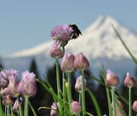 Comprehensive Bee-Tracking Apps Image 5