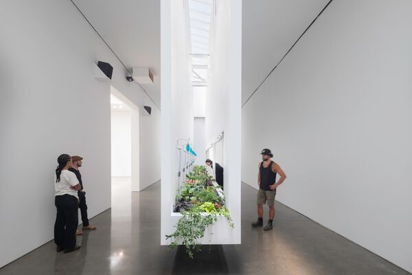 Edible Art Exhibitions