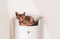 All-in-One Automotive Cat Towers Image 2