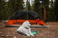 Canine-Friendly Camping Gear Image 3