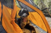 Canine-Friendly Camping Gear Image 4