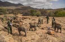 Orphaned Elephant Calves Initiatives