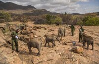 Orphaned Elephant Calves Initiatives