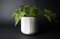 Carbon-Capturing Plant Pots Article Thubnail