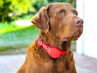 Leash-Equipped Dog Collars Image 1