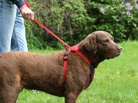 Leash-Equipped Dog Collars Image 2