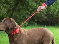 Leash-Equipped Dog Collars Image 3