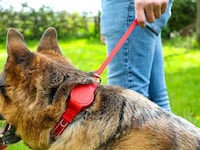Leash-Equipped Dog Collars Image 4