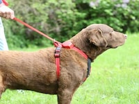 Leash-Equipped Dog Collars Image 5