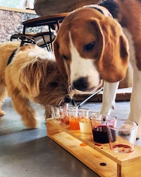 Dog-Friendly Cocktail Bars