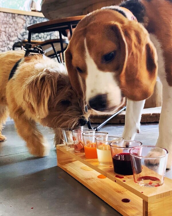 Dog-Friendly Cocktail Bars