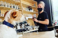 Dog-Friendly Cocktail Bars Image 2