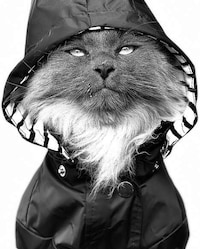 Pet Portrait Campaigns