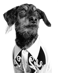 Pet Portrait Campaigns Image 2