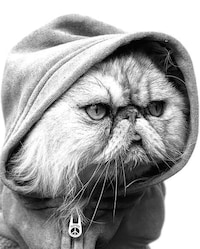 Pet Portrait Campaigns Image 3