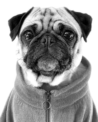 Pet Portrait Campaigns Image 4