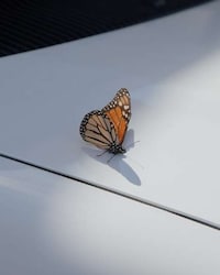 Ephemeral Photographic Documentations Image 2