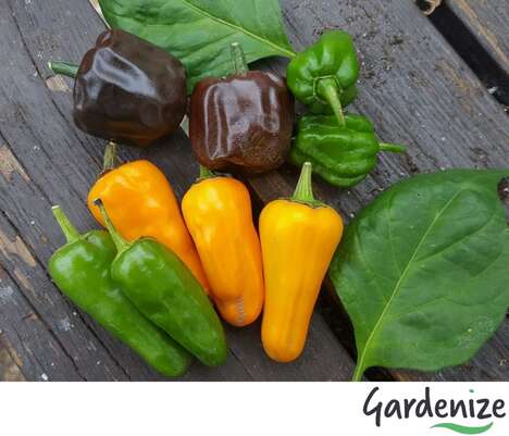 Gardening-Specific Live Chats