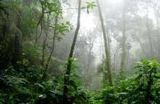 Sustainable Amazon Rainforest Projects