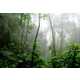 Sustainable Amazon Rainforest Projects Image 1