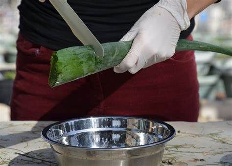 Aloe Vera-Specific Knives
