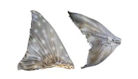 3D-Printed Shark Fins Image 1