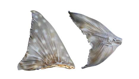 3D-Printed Shark Fins