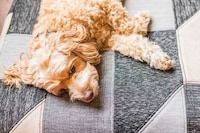Upcycled Dog Beds Image 7