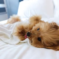 Hypoallergenic Sustainable Bed Sheets Image 7