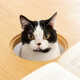 Cat-Centric Tables Image 3