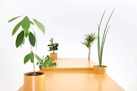 Plant-Friendly Tabletops Image 2