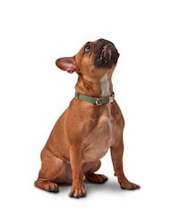 Long-Lasting Dog Accessories Image 2