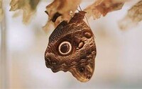 Moth-Inspired Military Camouflage