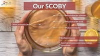 High-Profile Kombucha Powders Image 4