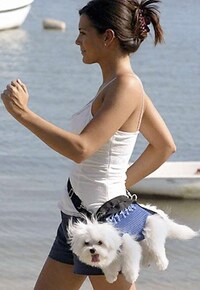 Wearing Dogs