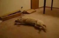 Pooch Personification Image 2