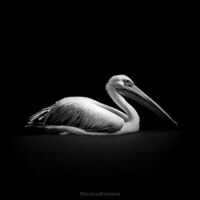 Wild Animal Portraits Image 4
