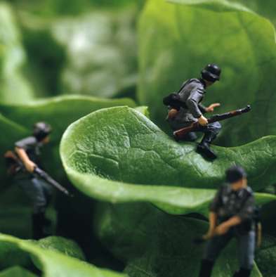 Miniature Food Fights