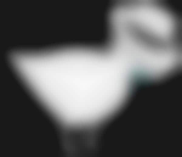 Moonwalking Birds