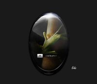 Pebble-Shaped Phones Image 6