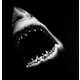 Charcoal Sharks Image 2