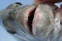 Human-Toothed Fish? Image 2