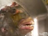 Human-Toothed Fish? Image 3
