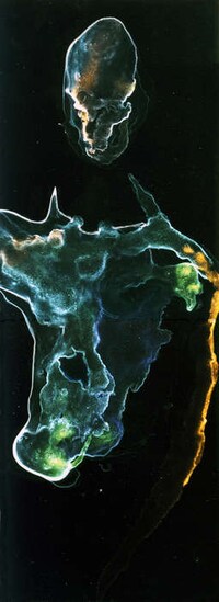 Freaky Photograms Image 3