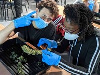 Interactive Cannabis Colleges Image 2